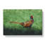 Pheasant Bird Vol.2 - Wrapped Canvas-61838512