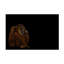 Art sur toile «Bachelor Georgios Tsikiridis Orang Utan»-105649676