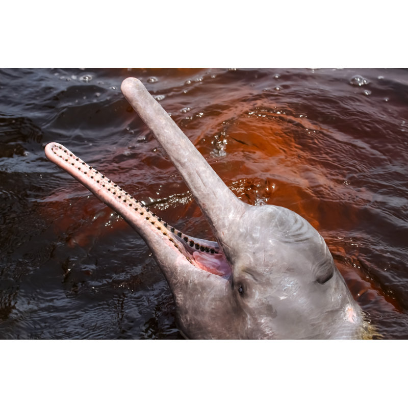 Flussdelfin Im Rio Negro by Uwe-Bergwitz - Wrapped Canvas Print, 20cm H x 30cm W x 3.8cm D