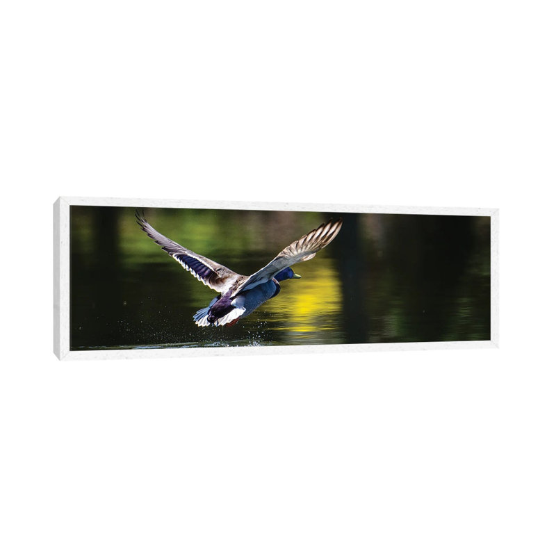 Away We Go by David Gardiner - Wrapped Canvas Panoramic Print, White Framed, 30.48 cm H x 91.44 cm W