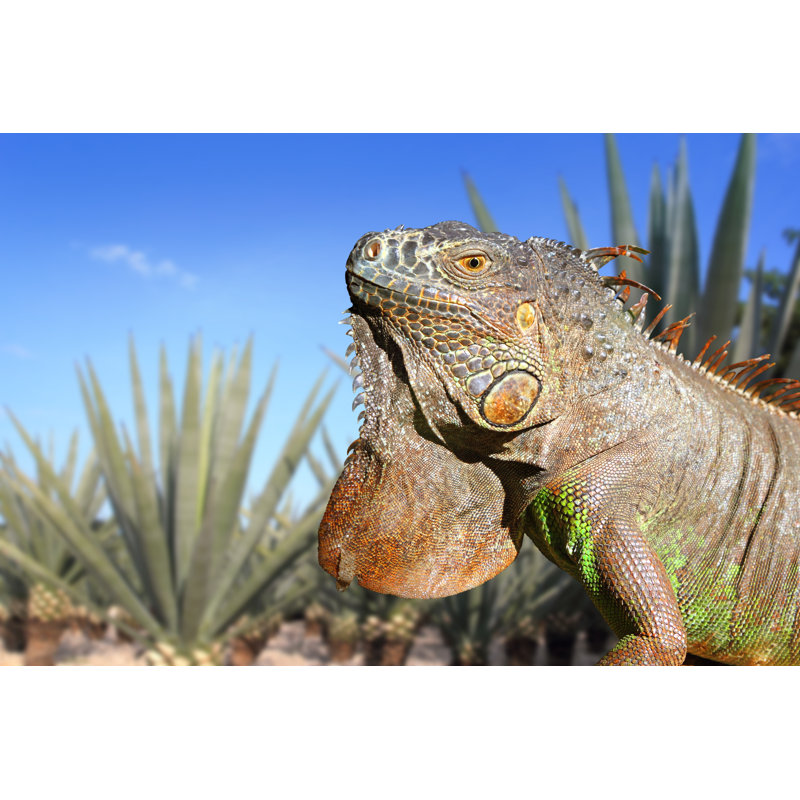 Klimas Iguana In Mexico - Wrapped Canvas Print, 20cm H x 30cm W x 3.8cm D