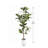 Alpine Ficus Tree