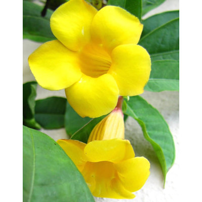 Yellow Mandevilla Plant with Hoop - Live Plant in a 6 Inch Pot - Florist Quality Flowering Easy Care Vine for The Patio and Garden (1 Plant)