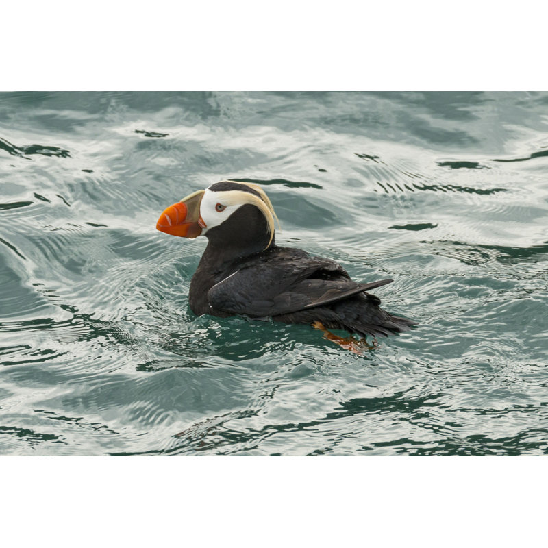 «Toufted Puffin» par - Photographie sur toile tendue, H 8 po x l 12 po