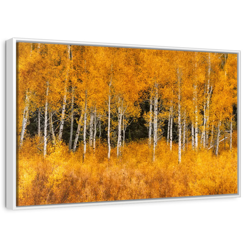 Grand Teton Aspen Trees, 46 po x 31 po, Cadre flottant blanc