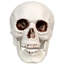 Décorations d'Halloween tête de mort 3,5 po