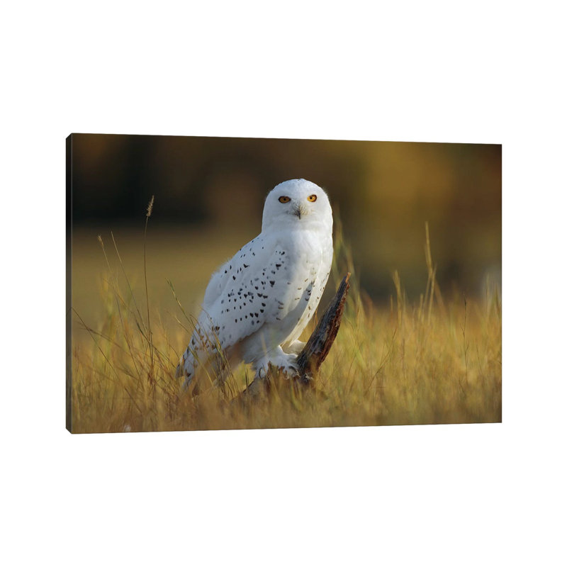 Snowy Owl Amid Dry Grass, British Columbia, Canada by Tim Fitzharris - Wrapped Canvas Gallery-Wrapped Canvas Giclée