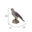 GOSHAWK DU NORD DEBOUT SUR UNE STATUE DE ROCHE