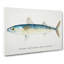 An Illustration of a Blue Mackerel - Wrapped Canvas Painting Pint - Wrapped Canvas-55367553