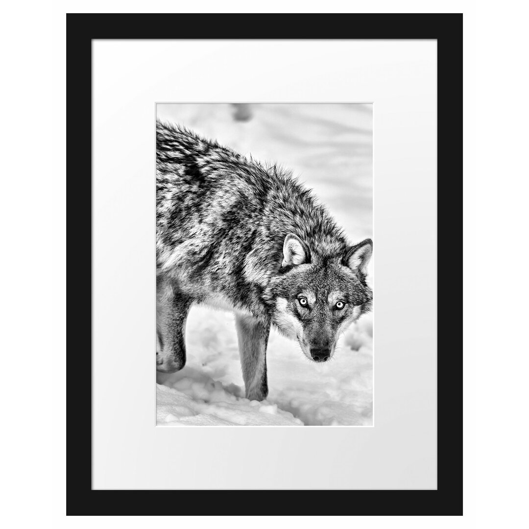 Gerahmtes Poster Seltener Wolf im Schnee