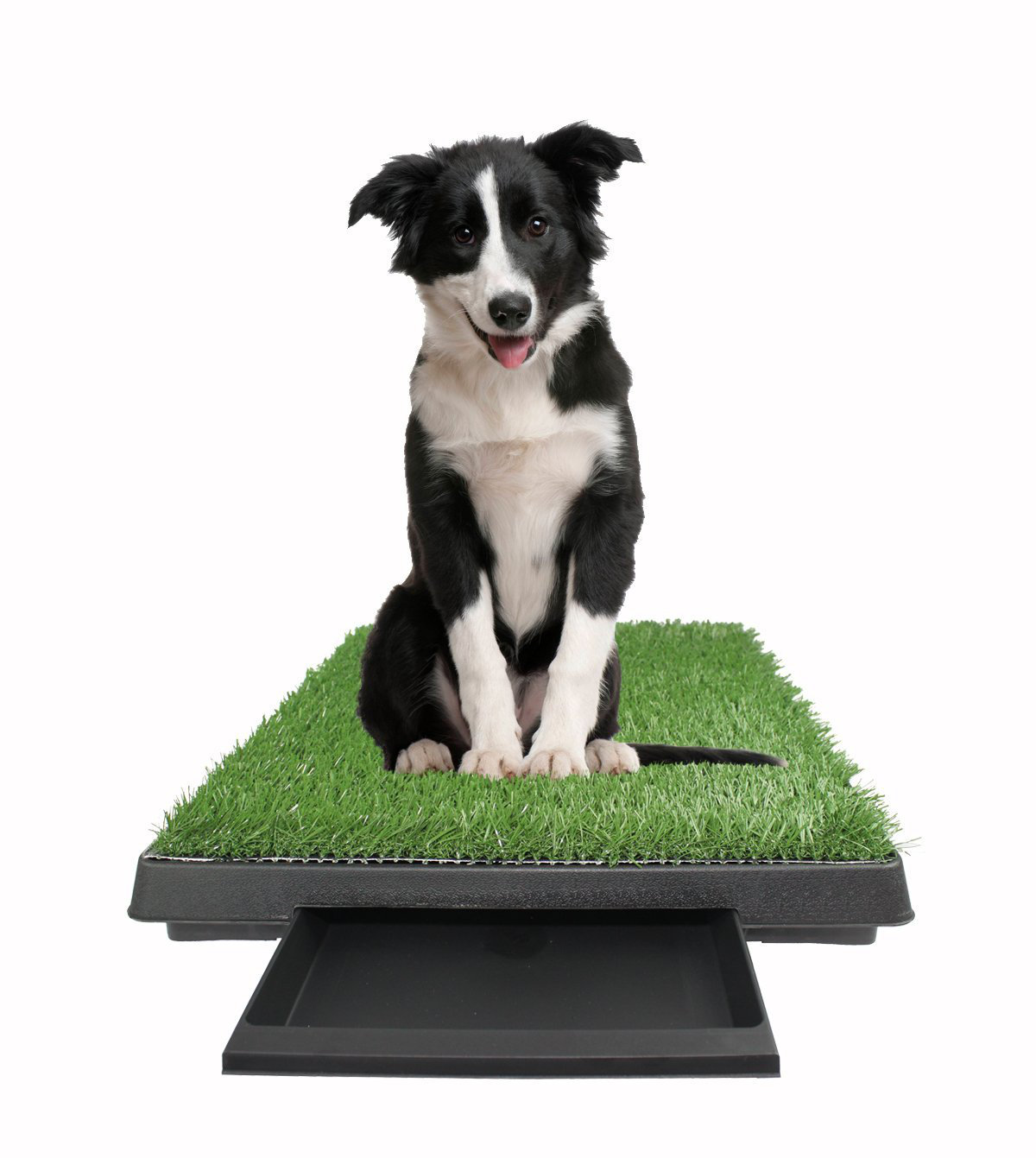 Tucker Murphy Pet™ Dog Training Bathroom Mat | Wayfair