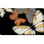 Fly In Gold (Horizontal) par By Jodi - impression-835128837-835128846