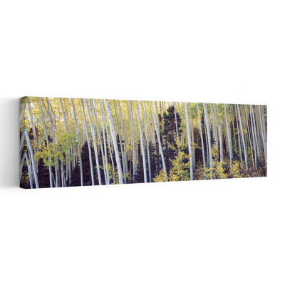 Aspen Trees in A Forest, Aspen, Pitkin County, Colorado, États-Unis, art contemporain de paysage forestier abstrait