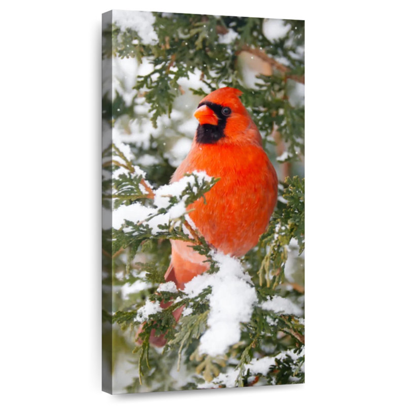 Cardinal en hiver, H 30 po x l 15 po