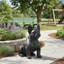 Statue de jardin bouledogue français d'extérieur sans assemblage requis-304758356