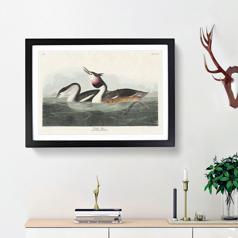 Crested Grebe by John James Audubon - Picture Frame Painting Print, Black Framed, 48cm H x 65cm W x 2cm D