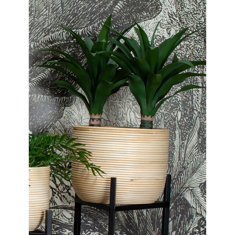 54cm Yucca Plant in Planter