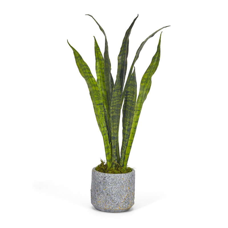 Plant in Concrete Pot