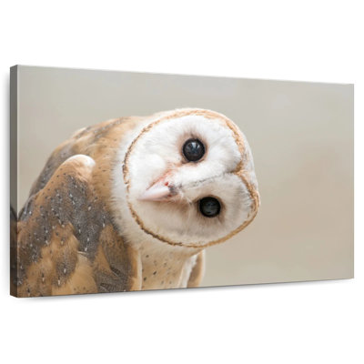 Brampt Curious Bird