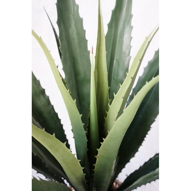 Agave artificielle 54,57 po en pot, Blanc