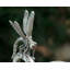 Vagabond House Garden Friends Pewter Salad Bowl
