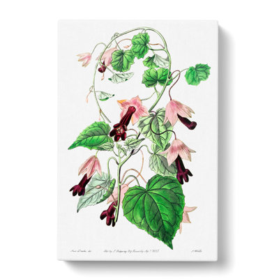 Purple Bell Vine Flowers - Wrapped Canvas