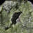 Austino Landscape & Nature Crystal
