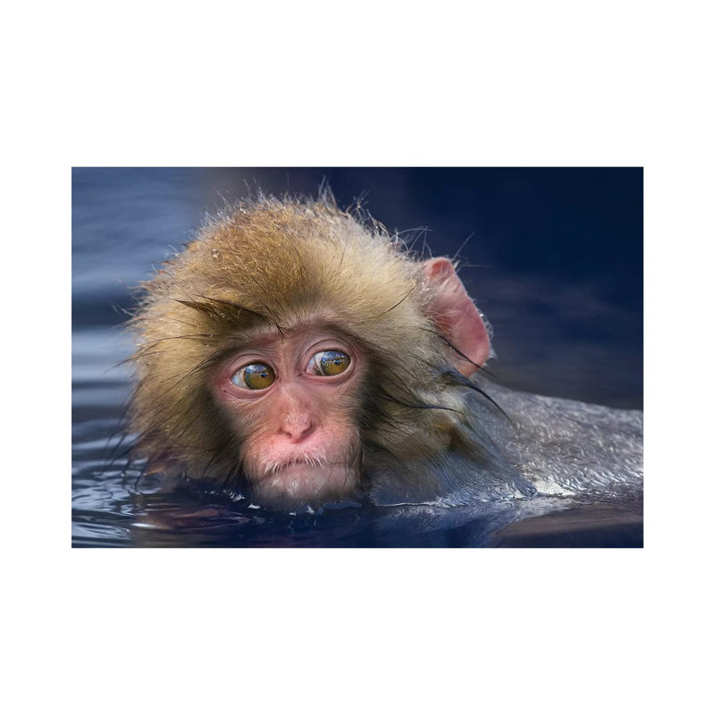 Snow Monkey Youngster In Hotspring by Mogens Trolle - Wrapped Canvas Print, 20.32 cm H x 30.48 cm W