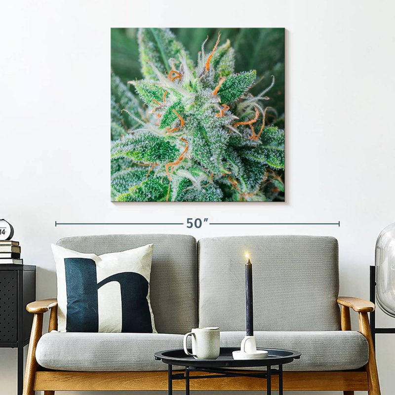 Cannabis Trichomes And Pistils