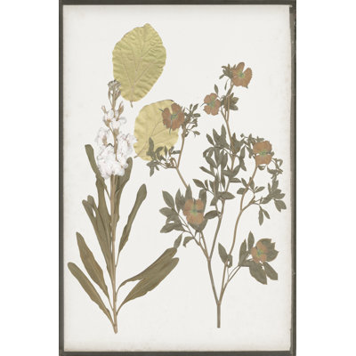 Book-Pressed Flowers I