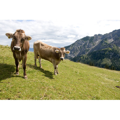 Cows by Hfoxfoto - Wrapped Canvas Print