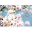 Dreaming Of Spring by Irena Orlov - Wrapped Canvas Print-76316591