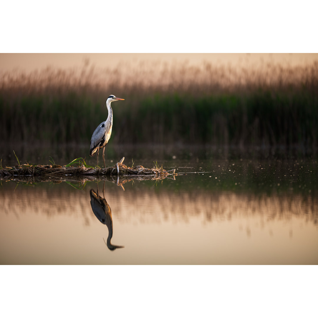 Heron In Wilderness At A Lake. von Skynesher - Ohne Rahmen auf Leinwand drucken