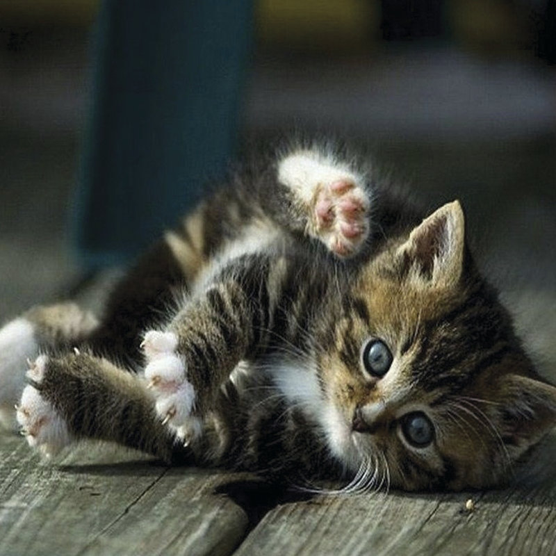 Cat Yoga V, H 30 po x l 30 po