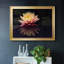 Photographie, étude, nénuphar encadré sur toile-237468312-237468327