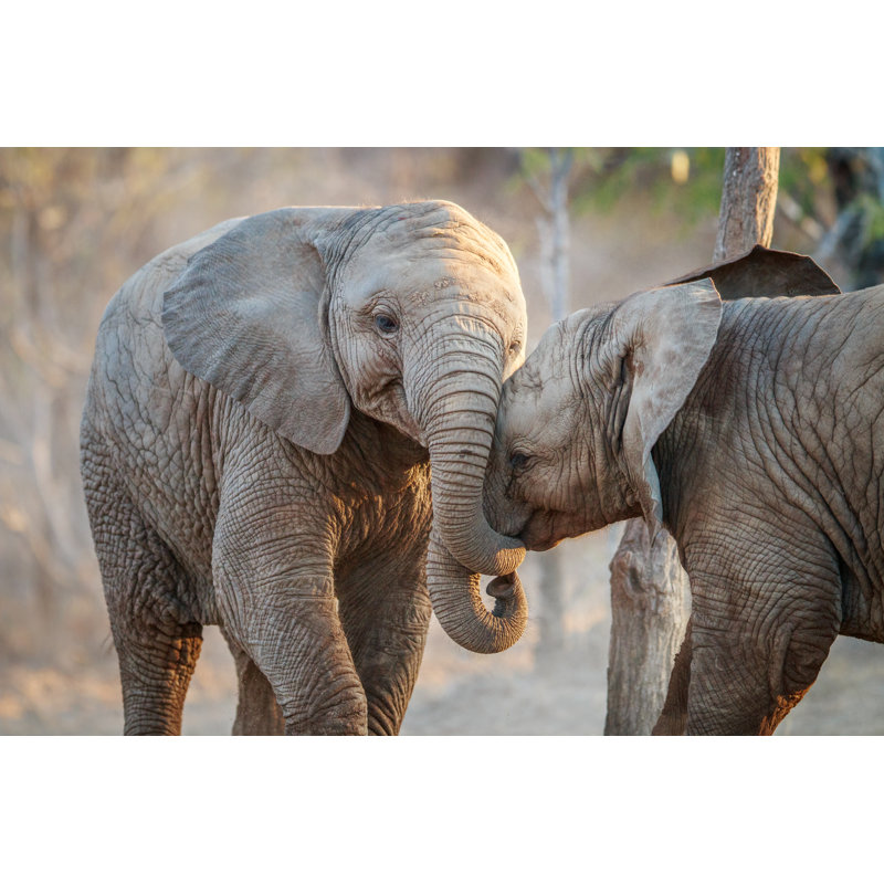 Bittercress Elephants Playing - Wrapped Canvas Print, 81cm H x 122cm W x 3.8cm D
