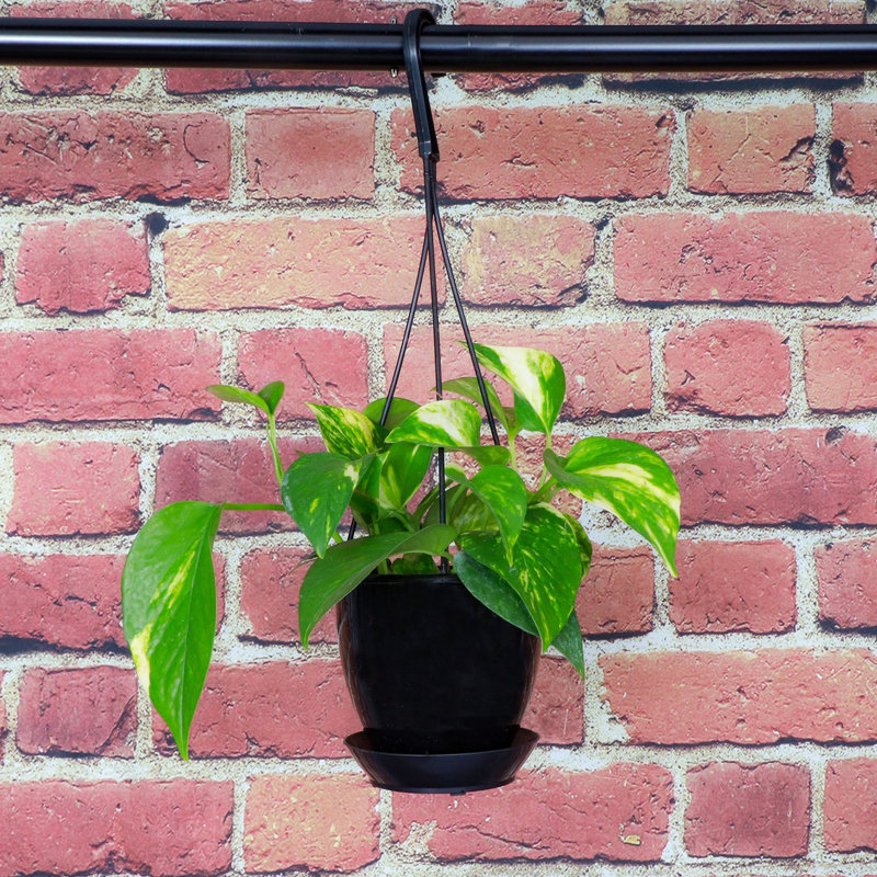Variegated Golden Pothos 4" Black Hanging Indoor Plant