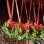 Perserved Boxwood Wreath