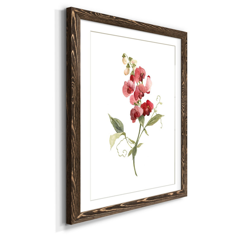 Scarlet Sweet Pea - reproduction d'art sur papier encadrée, H 37,5 po x l 27,5 po x P 1,5 po, Cadre noyer