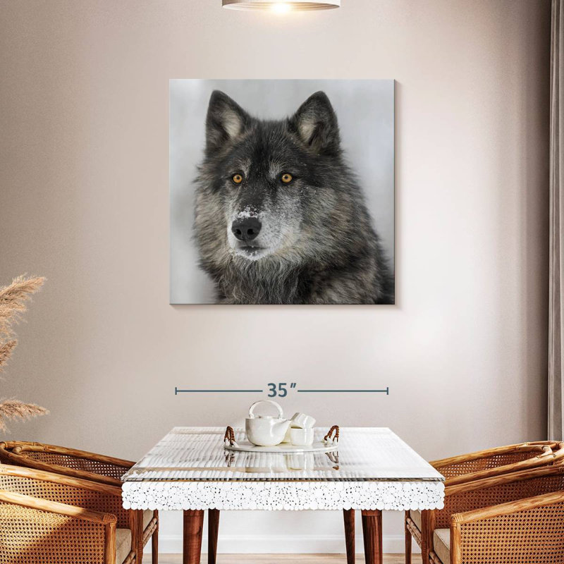 Crowle Surprised Black Wolf, 36" H x 36" W