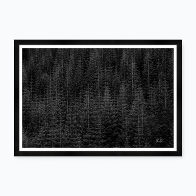Among Static Pines Iii Framed Photographic Print