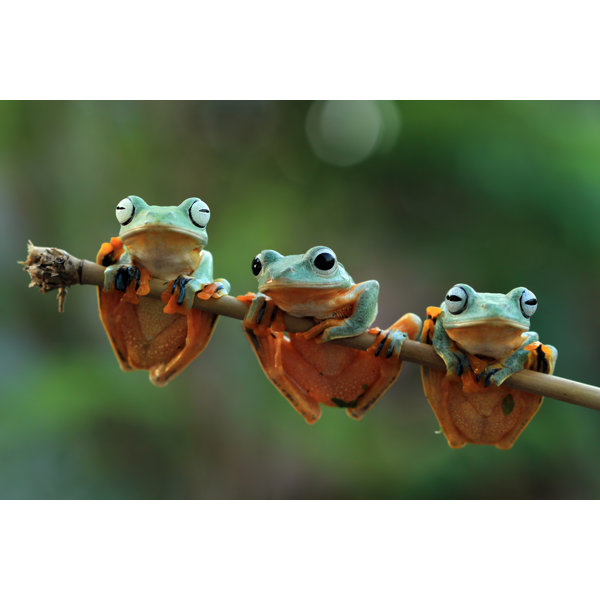 Ebern Designs Hiroichi Three Java Frogs On Canvas Photograph | Wayfair