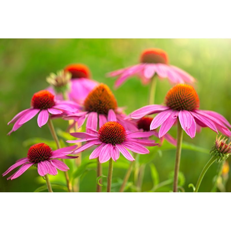 Fleurs d'échinacée - Photographie sur toile tendue, H 24 po x l 36 po