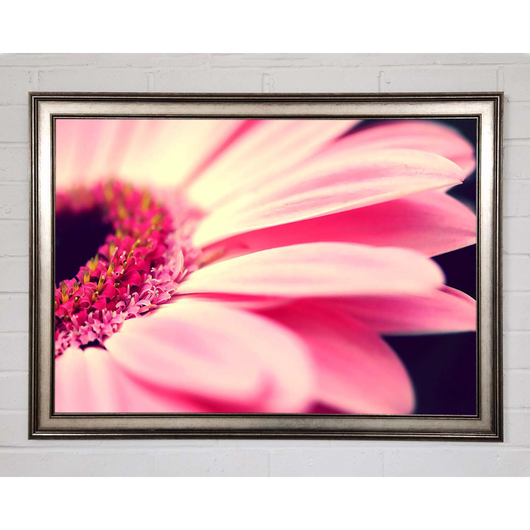 Gerahmtes Wandbild Gerbera Pink Petal Close-Up