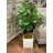 Roemer Fiddle Leaf Fig Tree-1570999666