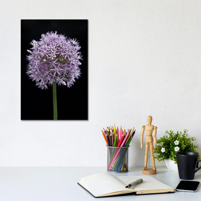 Allium Flower by Assaf Frank - Wrapped Canvas Print