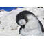 Pingouin dormant