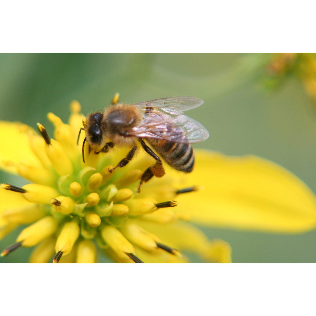 A Busy Bee Pollinating A Yellow Flower by Kyle Valencia - Wrapped Canvas Print