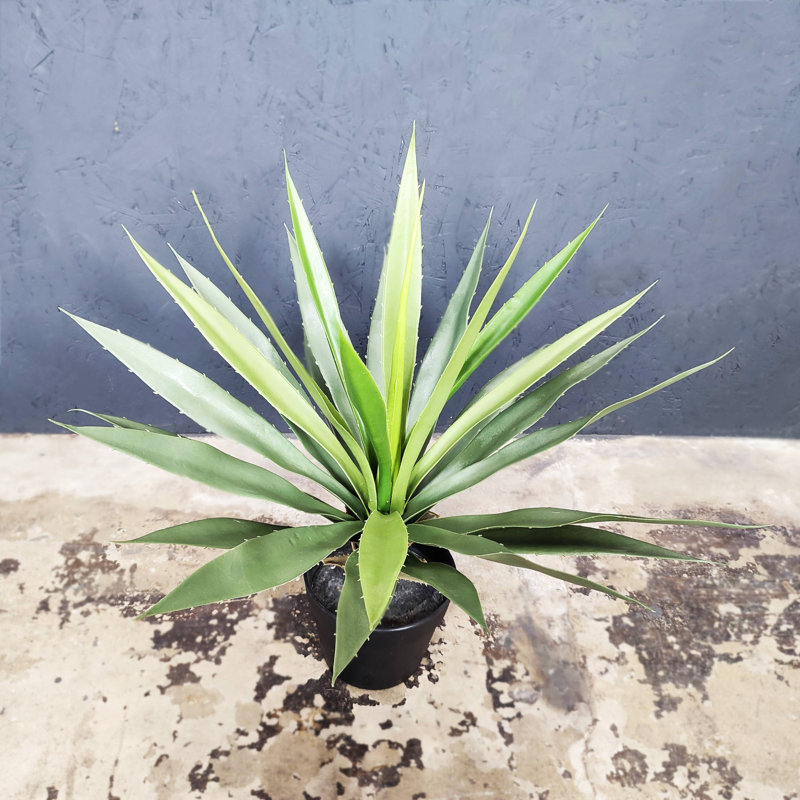 Agave artificielle Sansevieria