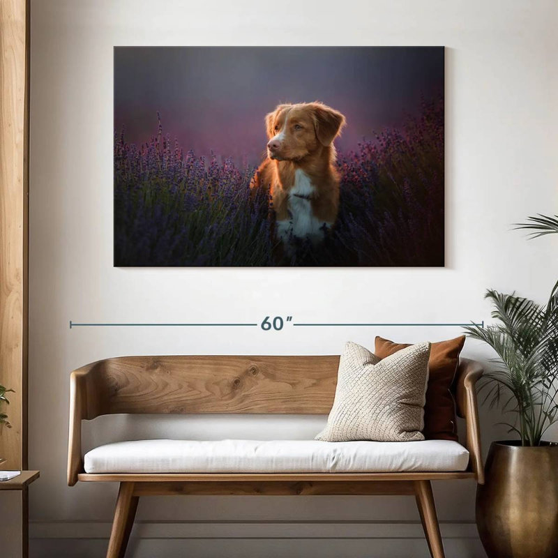 Golden retriever dans un champ de lavande, H 32 po x l 48 po